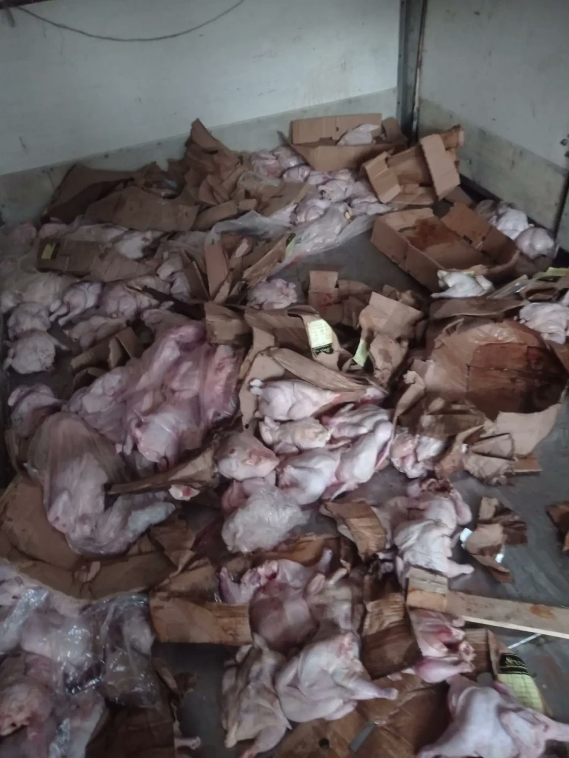 Gaza: Spoiled Chicken Destruction Reveals Aid System Exploitation