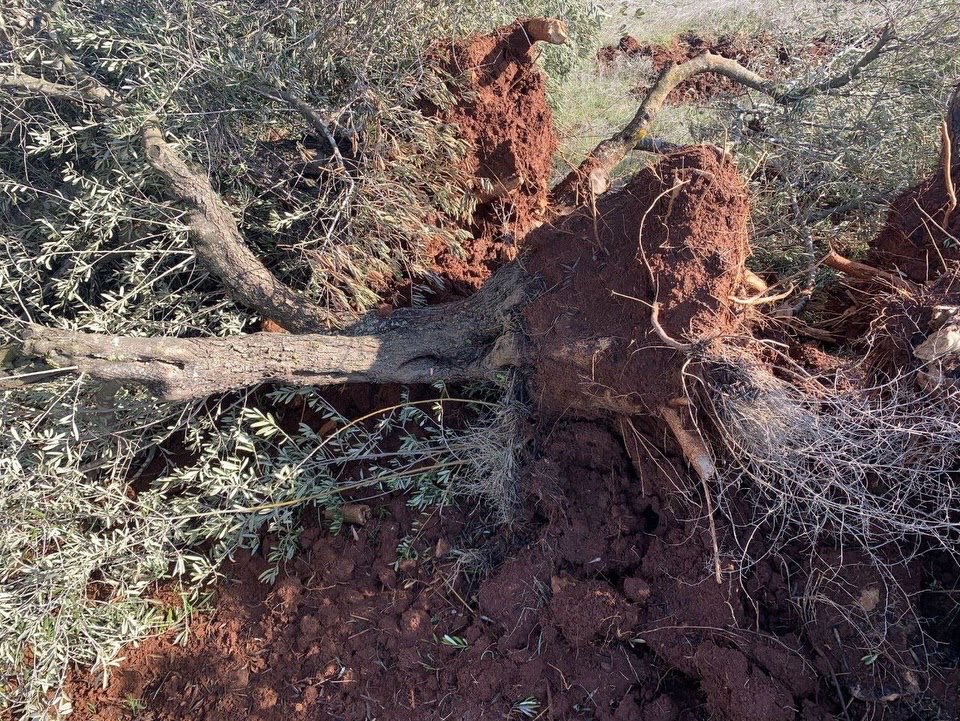 Israeli Bulldozers Raze Land, Uproot Trees in Turmus Ayya