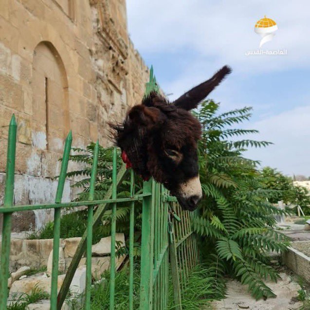 Settler desecrates Palestinian cemetery near Al-Aqsa Mosque