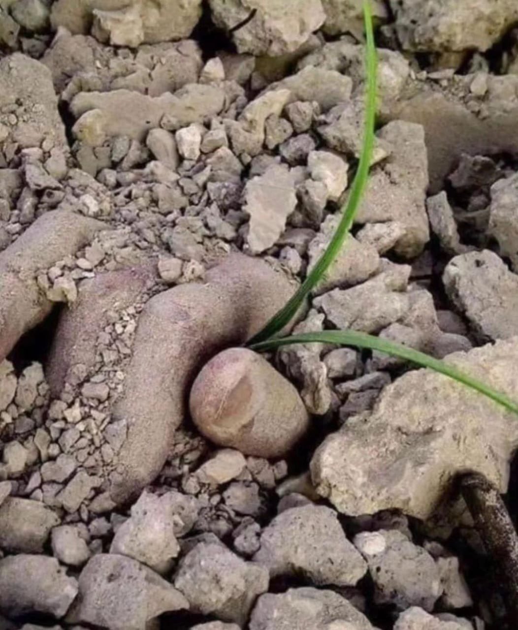 Gaza: Date Fruit Grown Beneath the Rubble After 184 Days