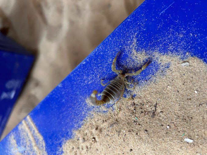 Reptile Hazards in Gaza Displacement Tent Camps