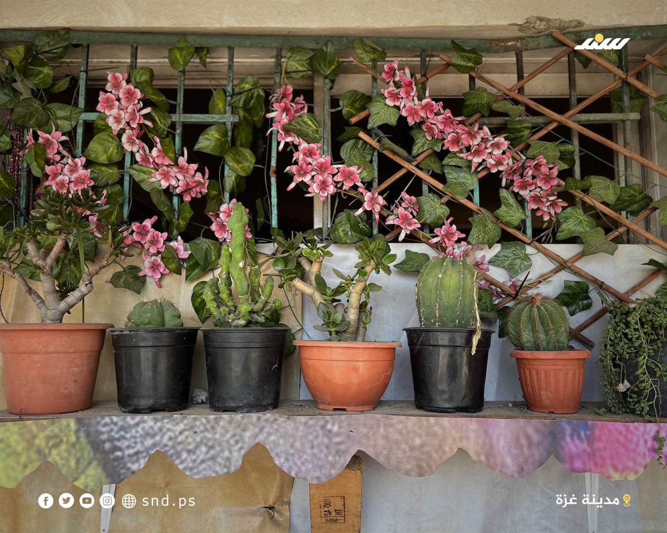 Palestinian man transforms shelter with trees, flowers, love of life