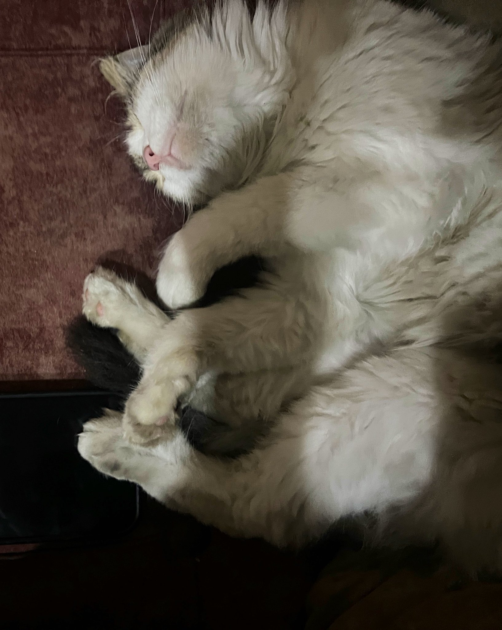 Mysterious Cat Arrives at Home Unexpectedly