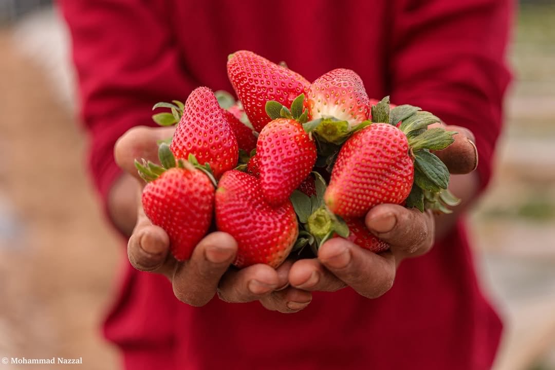 Planting Hope: Gaza Seeds Carried to West Bank