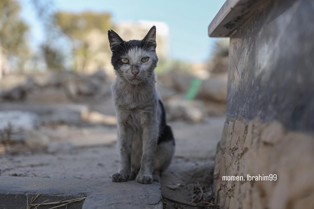 Famine in Gaza spares neither humans nor animals