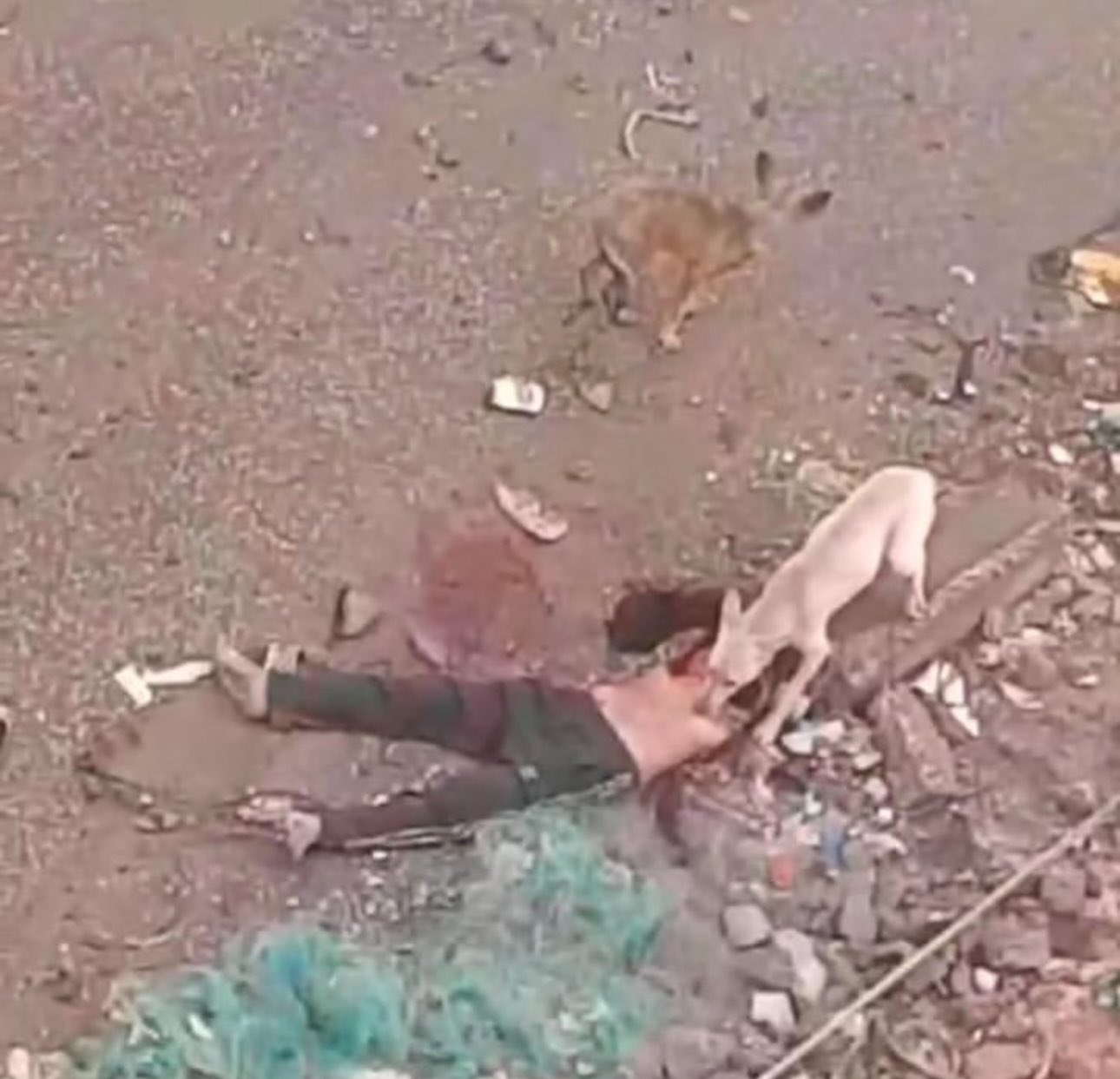Dog eating Palestinian body in Gaza reported