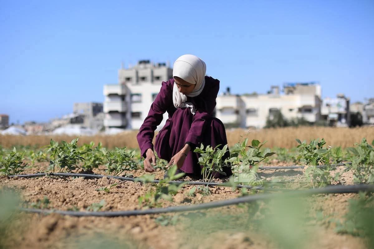 Palestinian Girl Forced to Work After Father’s Death in Gaza