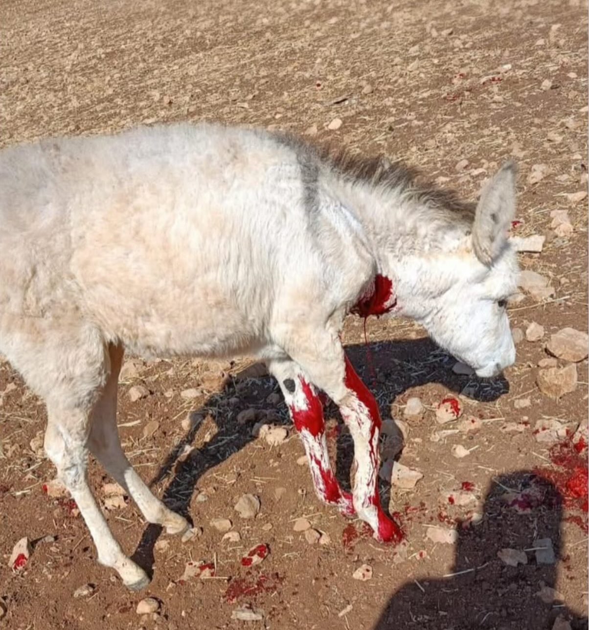 Israeli Settlers Attack Palestinian Farmer’s Donkey in West Bank