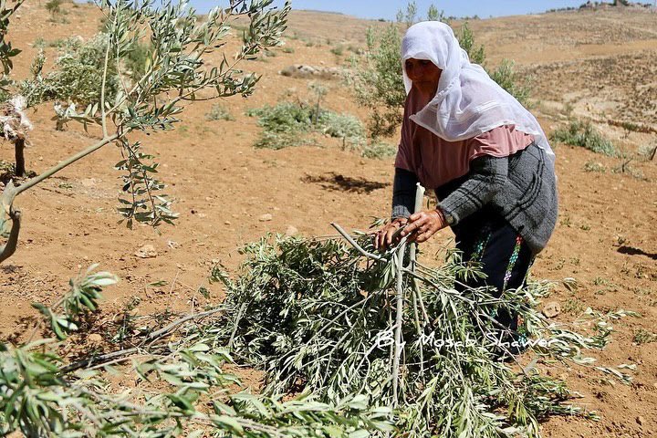 Settlers cut down 100 olive trees in Masafer Yatta, Hebron