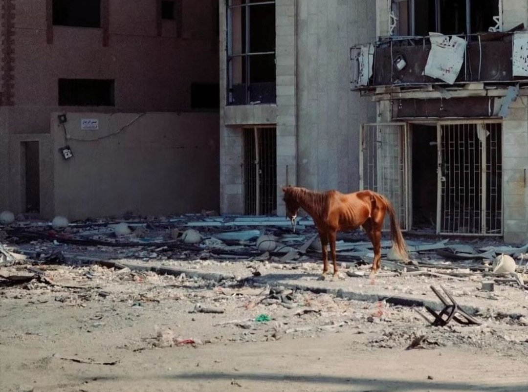 100 Days of Starvation for Every Living Creature in Gaza