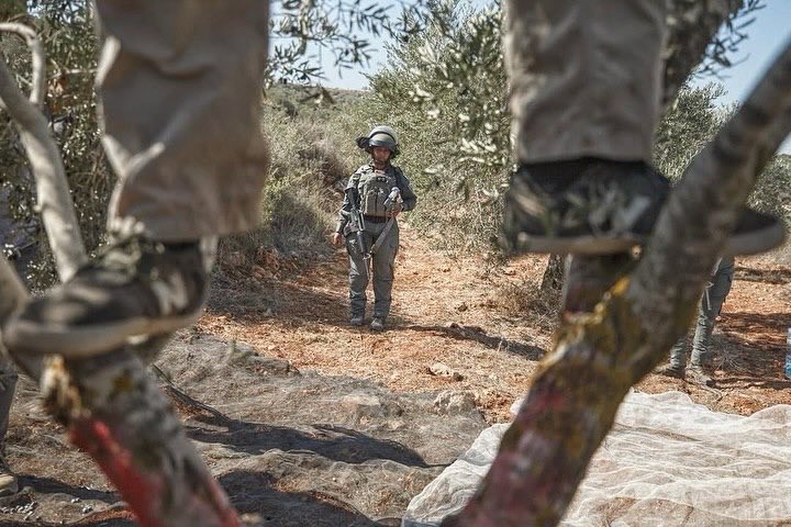 Beita residents harvest olives despite Israeli obstruction attempts