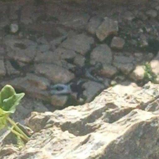 Shepherds Attacked by Settlers in Northern Jordan Valley