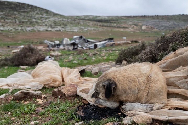 Settler attack burns homes and injures residents east of Jerusalem