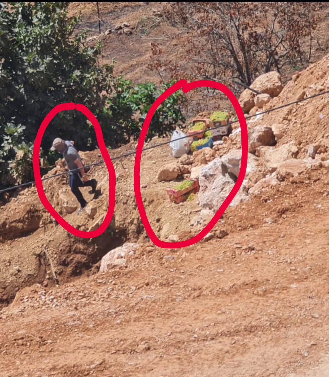 Israeli settlers steal Palestinian farmers’ grape, fig, and prickly pear harvest