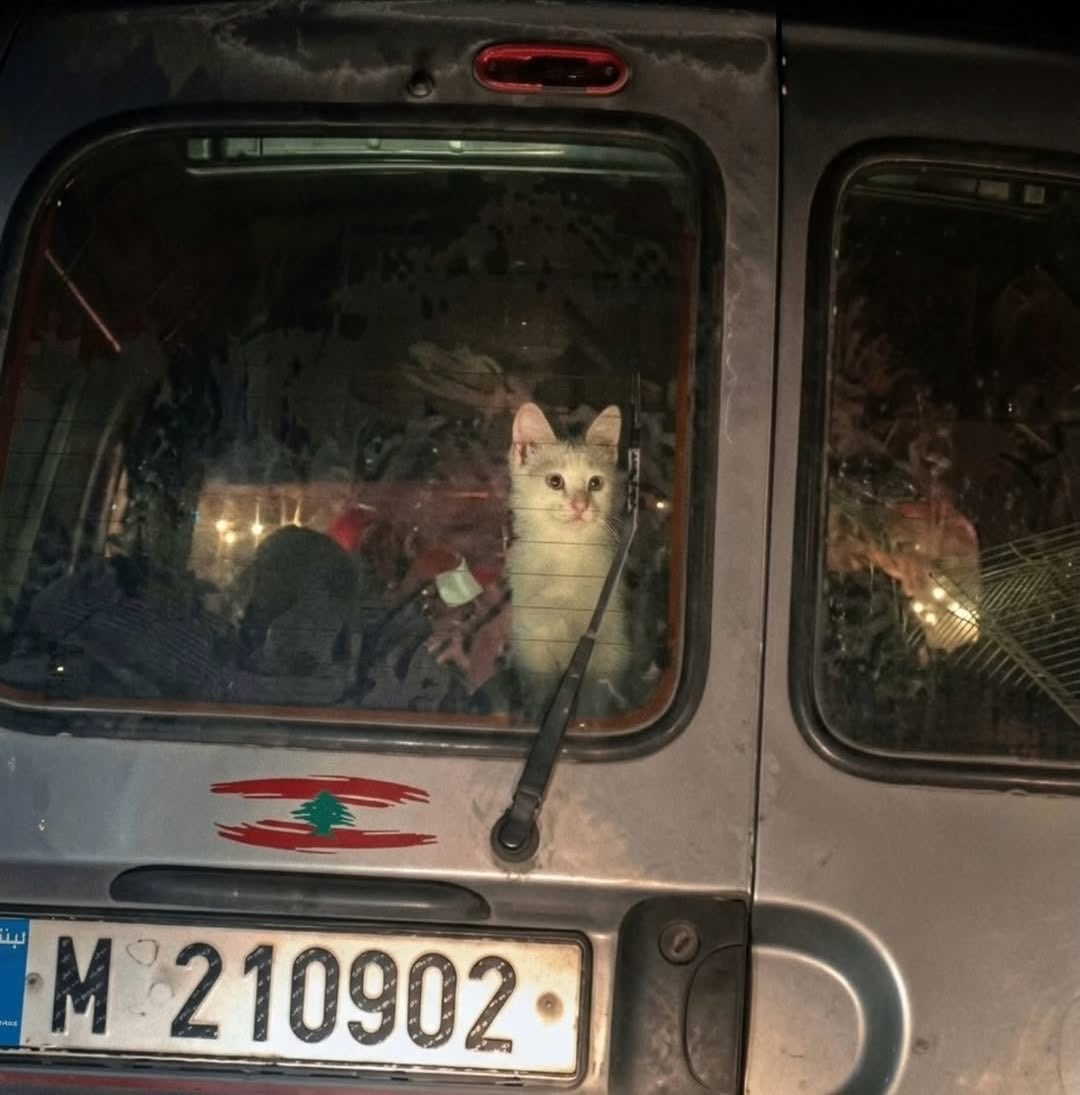 Lebanese Families Preserve Humanity Amid Displacement Crisis