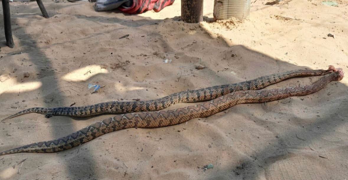 Venomous Snakes Threaten Displaced Families Near Egyptian Camps