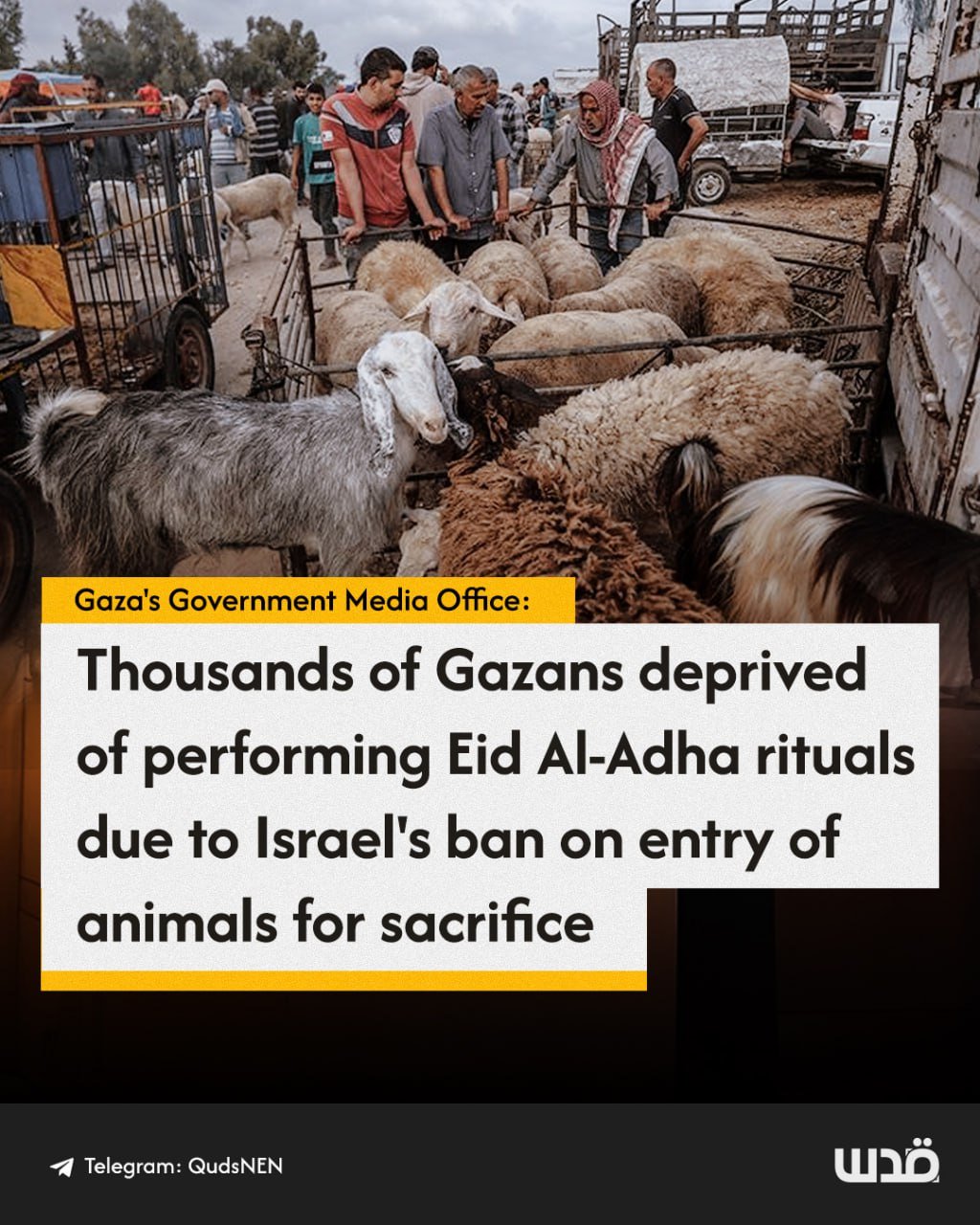Gaza families deprived of Eid sacrifices due to Israel’s animal entry ban