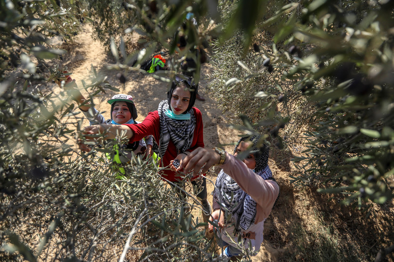 Olive harvest in Rafah orchard during November 2023 pause