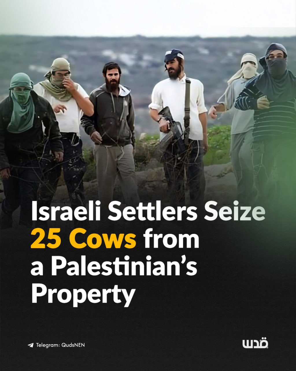 Settlers seize 25 cows from Palestinian near Tayasir, Tubas