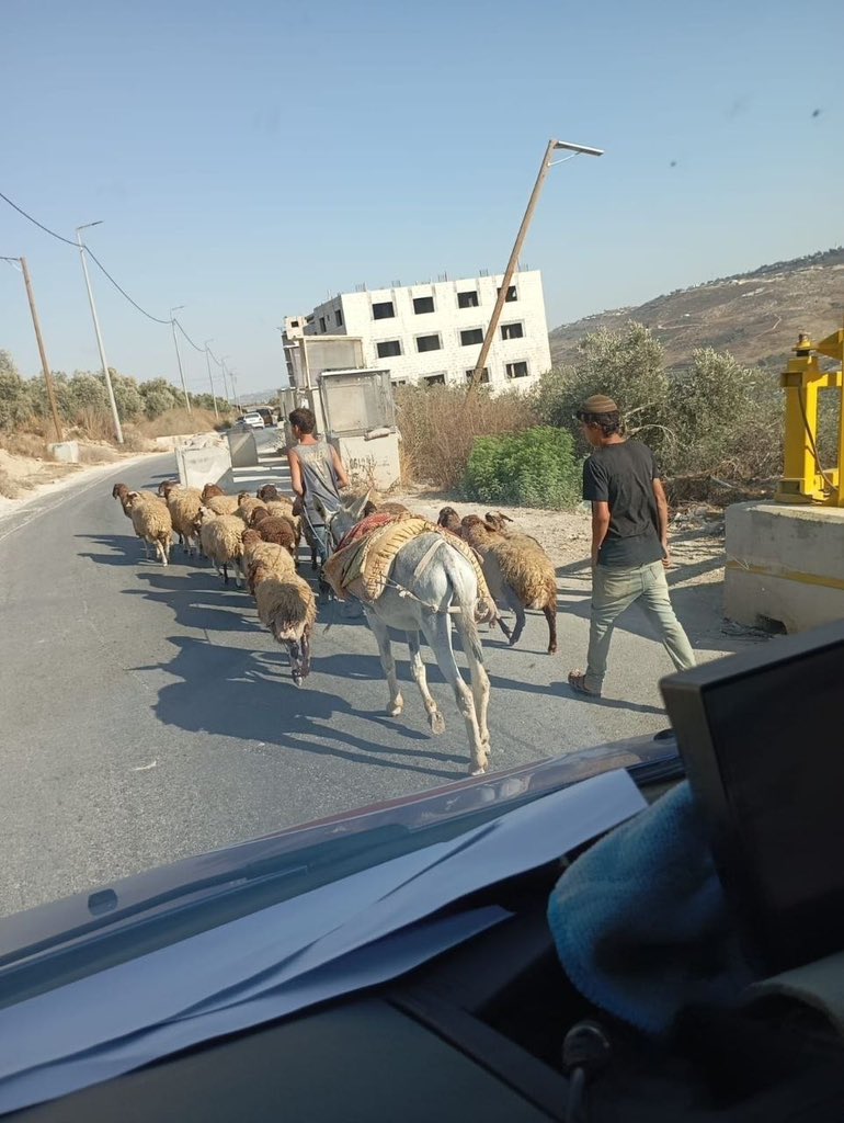 Zionist settlers steal livestock from Palestinian farmers in Nablus