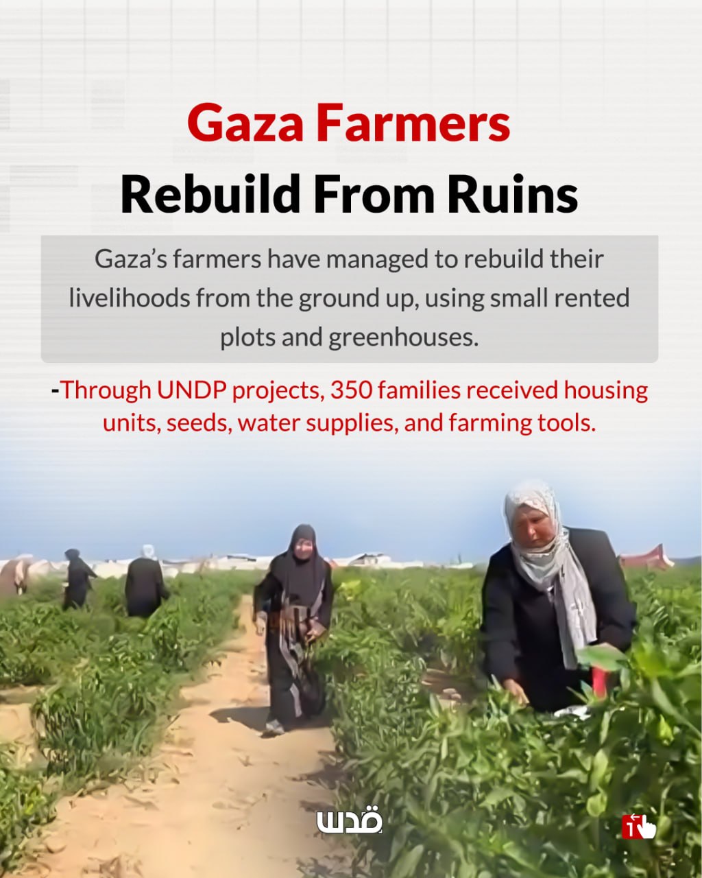 Israel destroyed 87% of Gaza farmland; farmers rebuild livelihoods