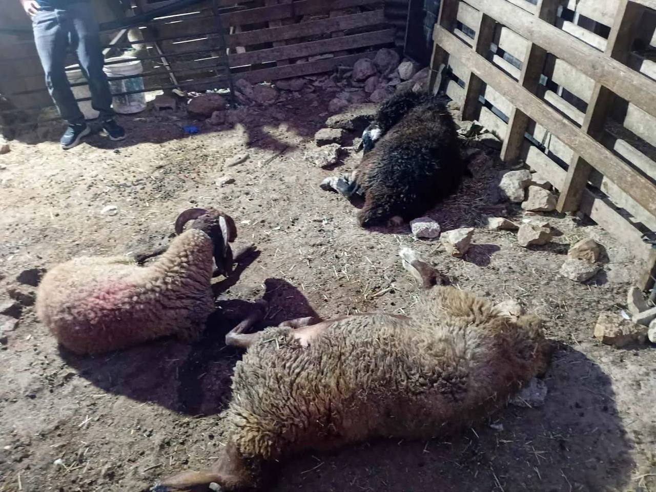 Palestinian farmer’s sheep die from settler-poisoned well in Nablus