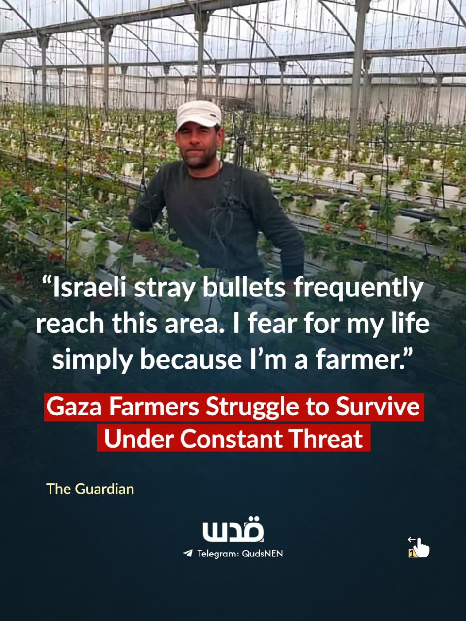 Gaza farmers struggle as 80% of greenhouses destroyed