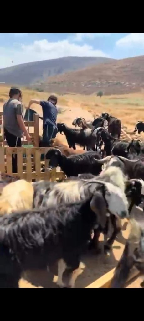 Israeli settlers release livestock onto Palestinian farmland near Ramallah