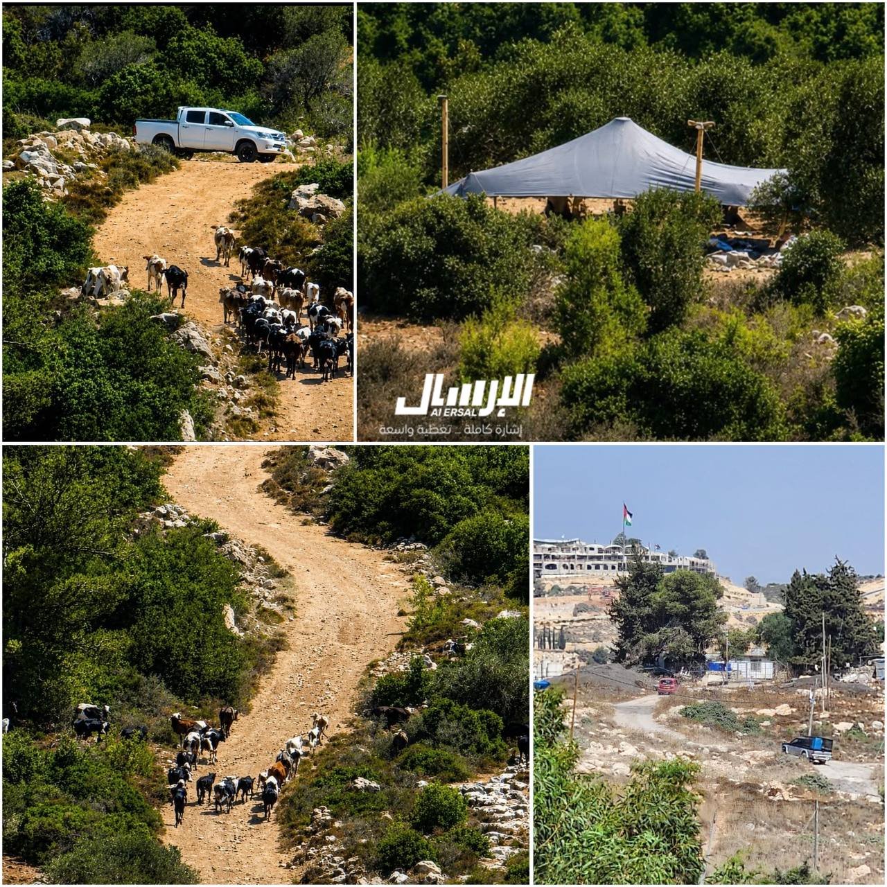 Israeli settlers besiege Umm Safa, seize olive groves in West Bank