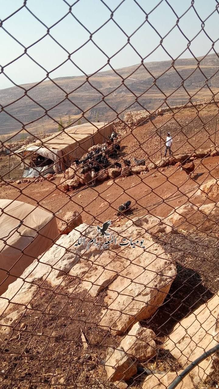 Israeli settler leads livestock onto Palestinian land in Duma