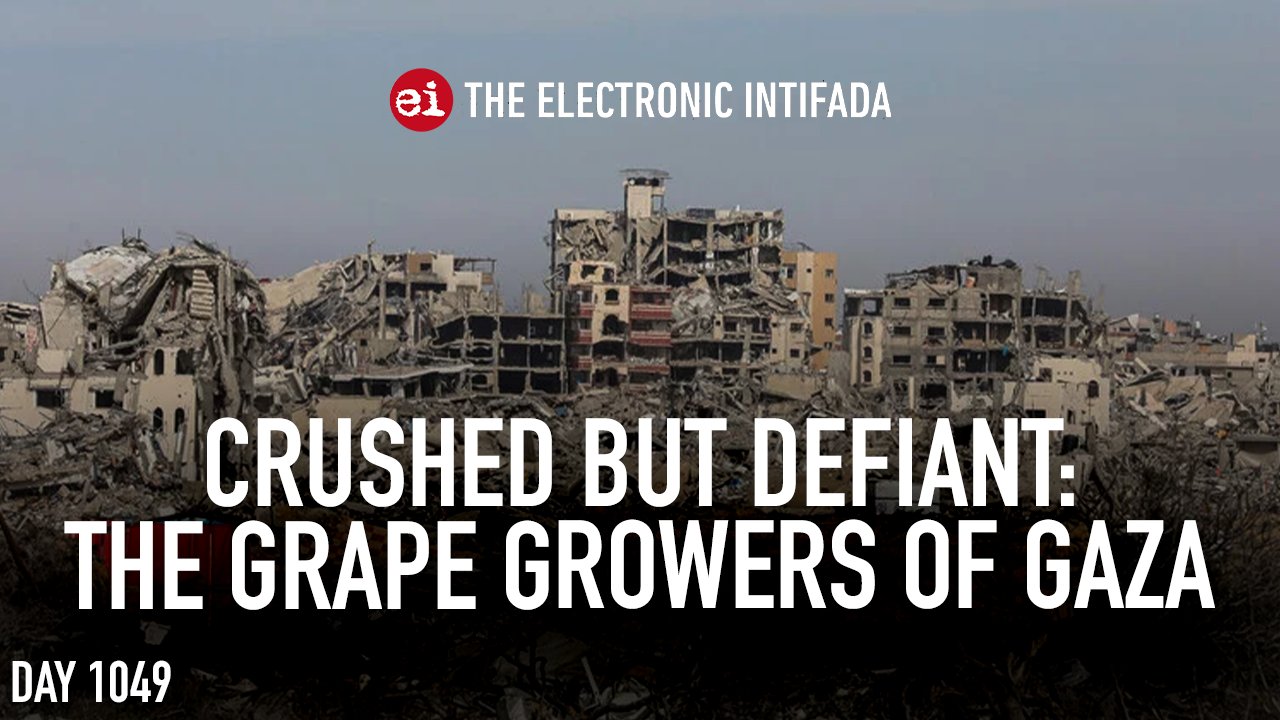 Crushed but defiant: The grape growers of Gaza