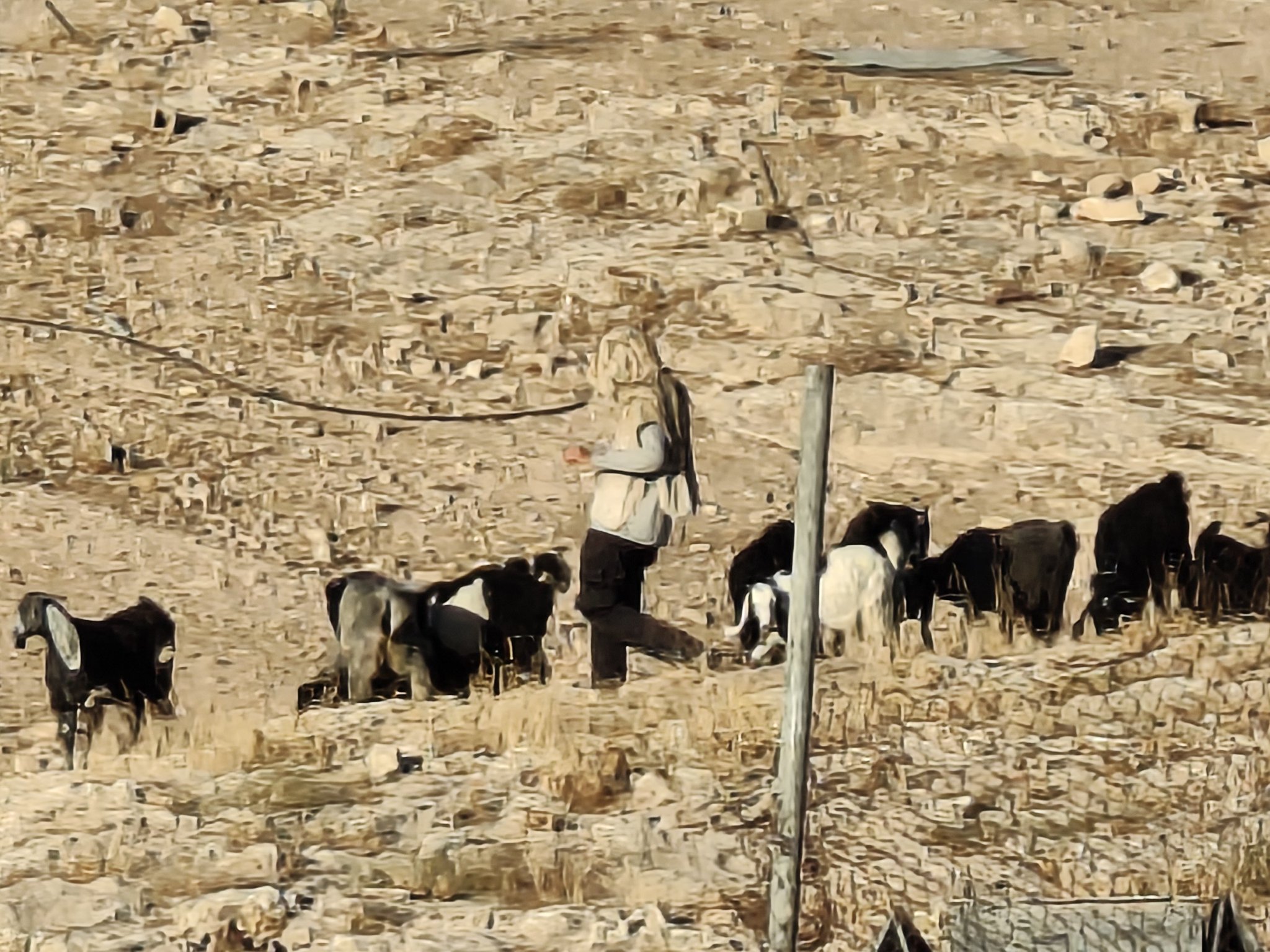 Israeli settlers storm Bedouin community near Jericho, release livestock