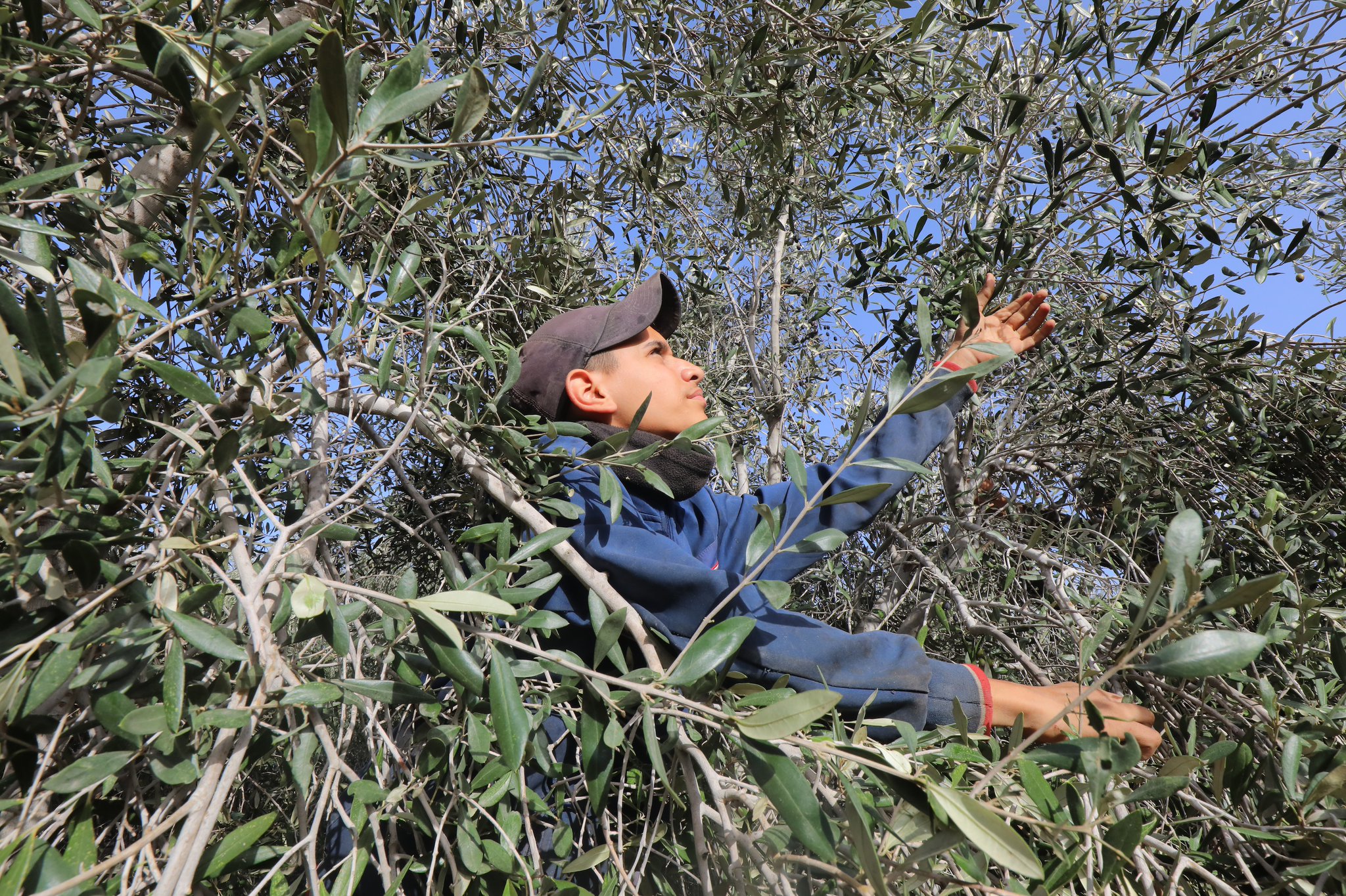 Gaza dispatch: olives harvested from trees that survived orchard destruction