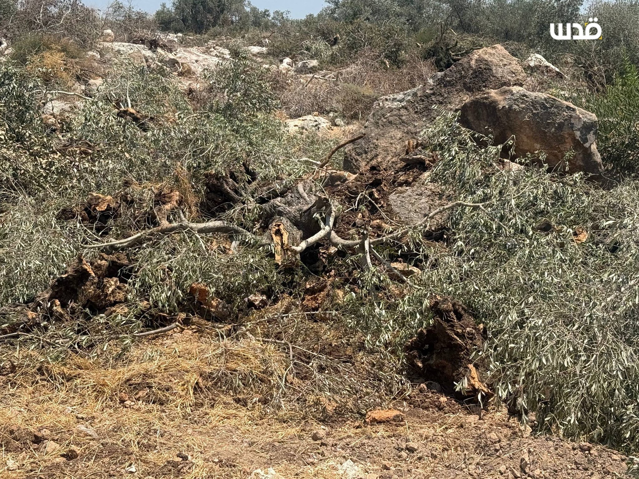 Israeli forces uproot olive trees near Qaffin, Tulkarm