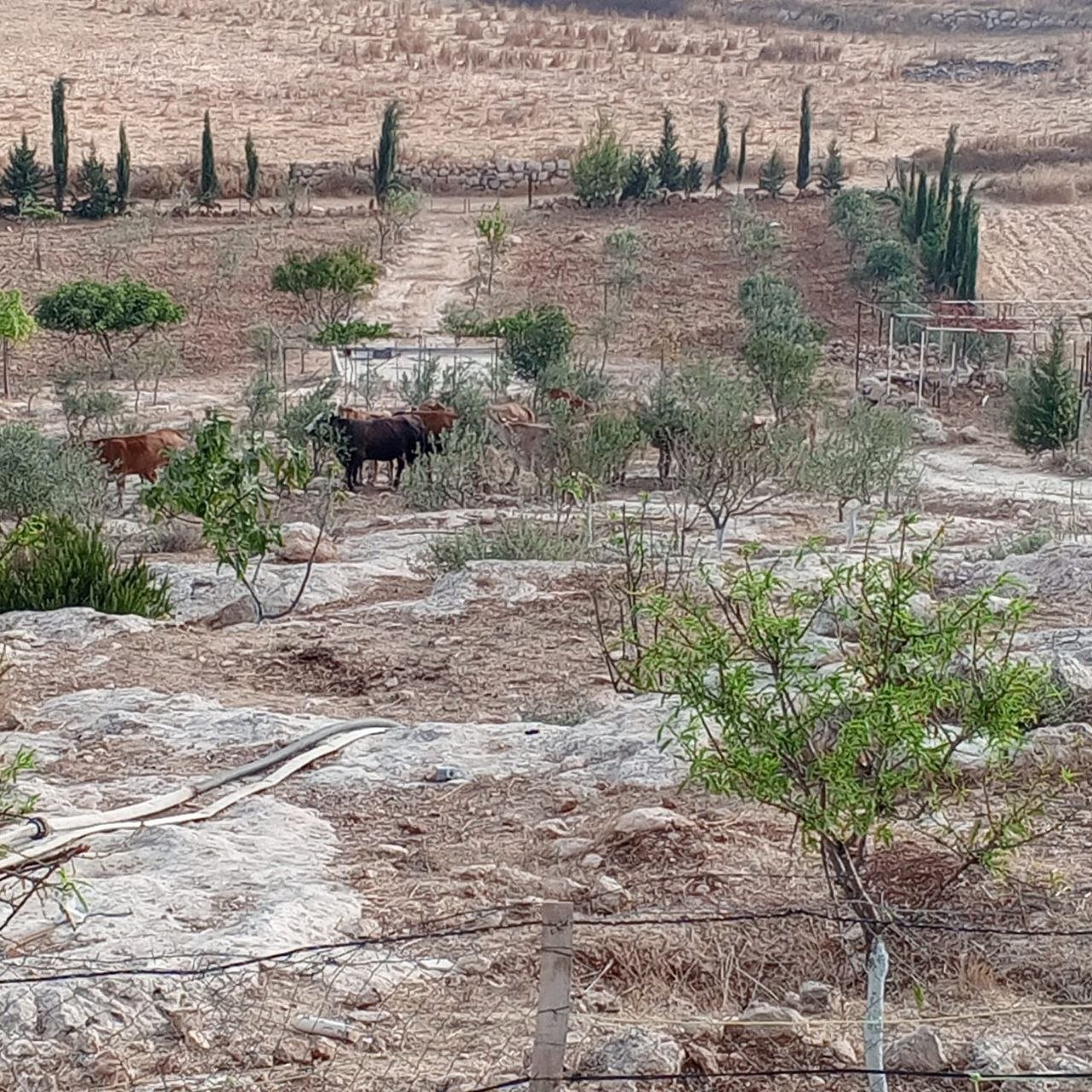 Israeli settlers graze cows on Palestinian farmland in Masafer Yatta