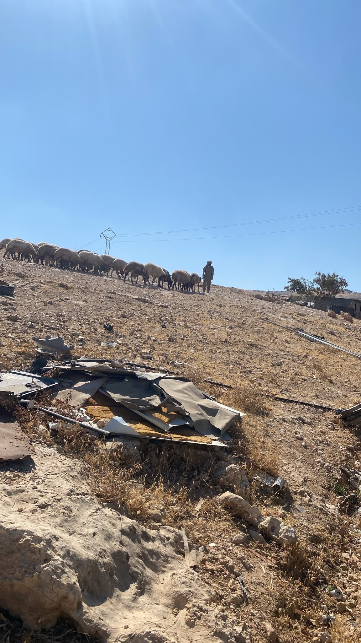Israeli settlers release sheep around Palestinian homes near Jerusalem