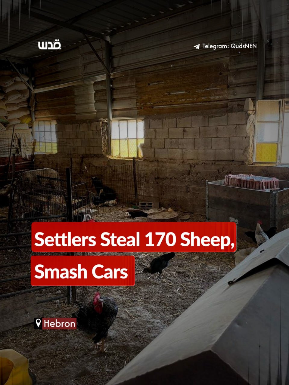Israeli settlers steal 170 sheep, assault Palestinians in Hebron