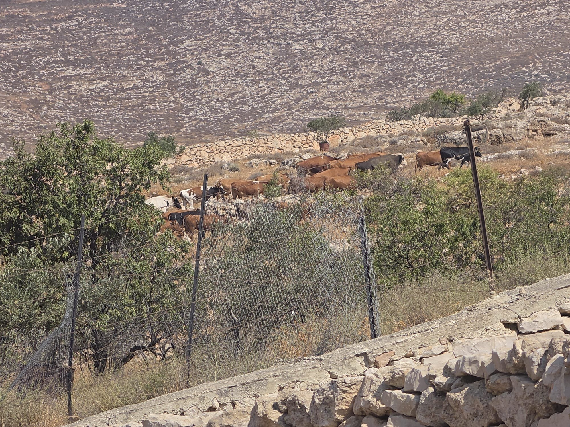 Israeli settler militias graze cows on Palestinian land near Duma