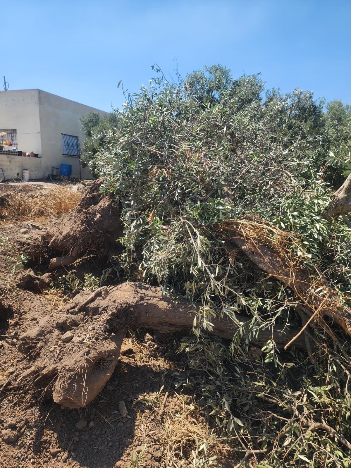 Israeli forces uproot centuries-old olive trees in Zububa, Jenin